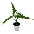 Alocasia 'Sabrina'