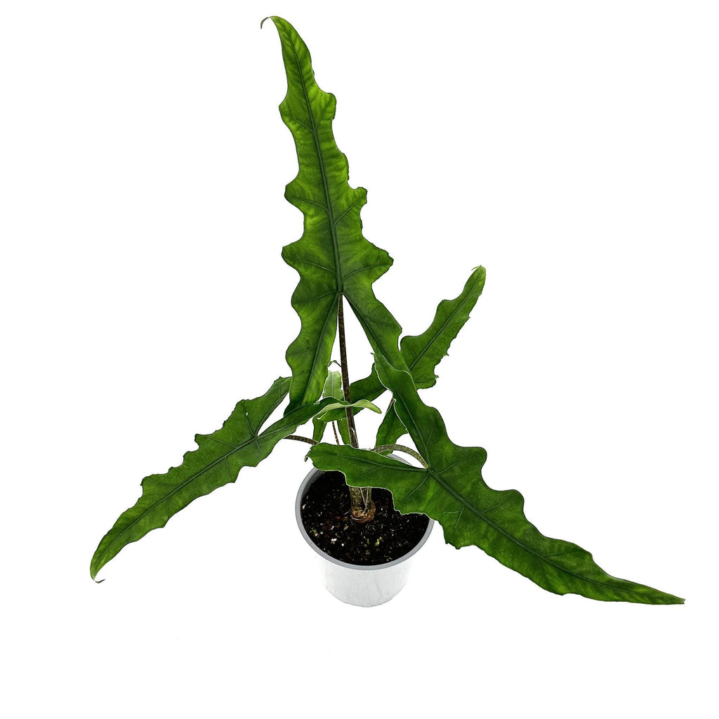Alocasia 'Sabrina'