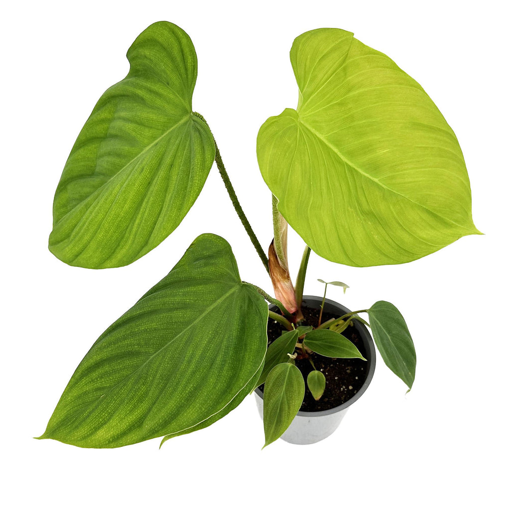 Philodendron nangaritense ‘Fuzzy Petiole’