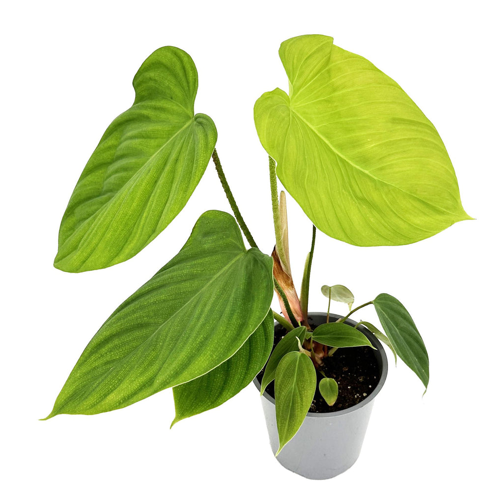 Philodendron nangaritense ‘Fuzzy Petiole’