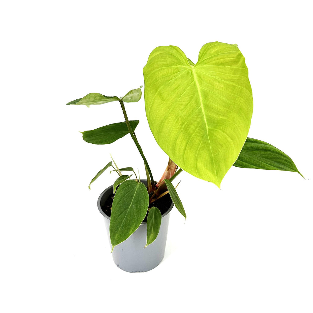 Philodendron nangaritense ‘Fuzzy Petiole’