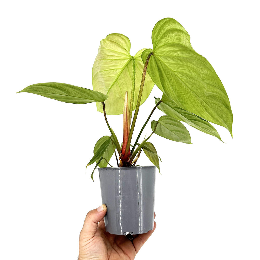Philodendron nangaritense ‘Fuzzy Petiole’