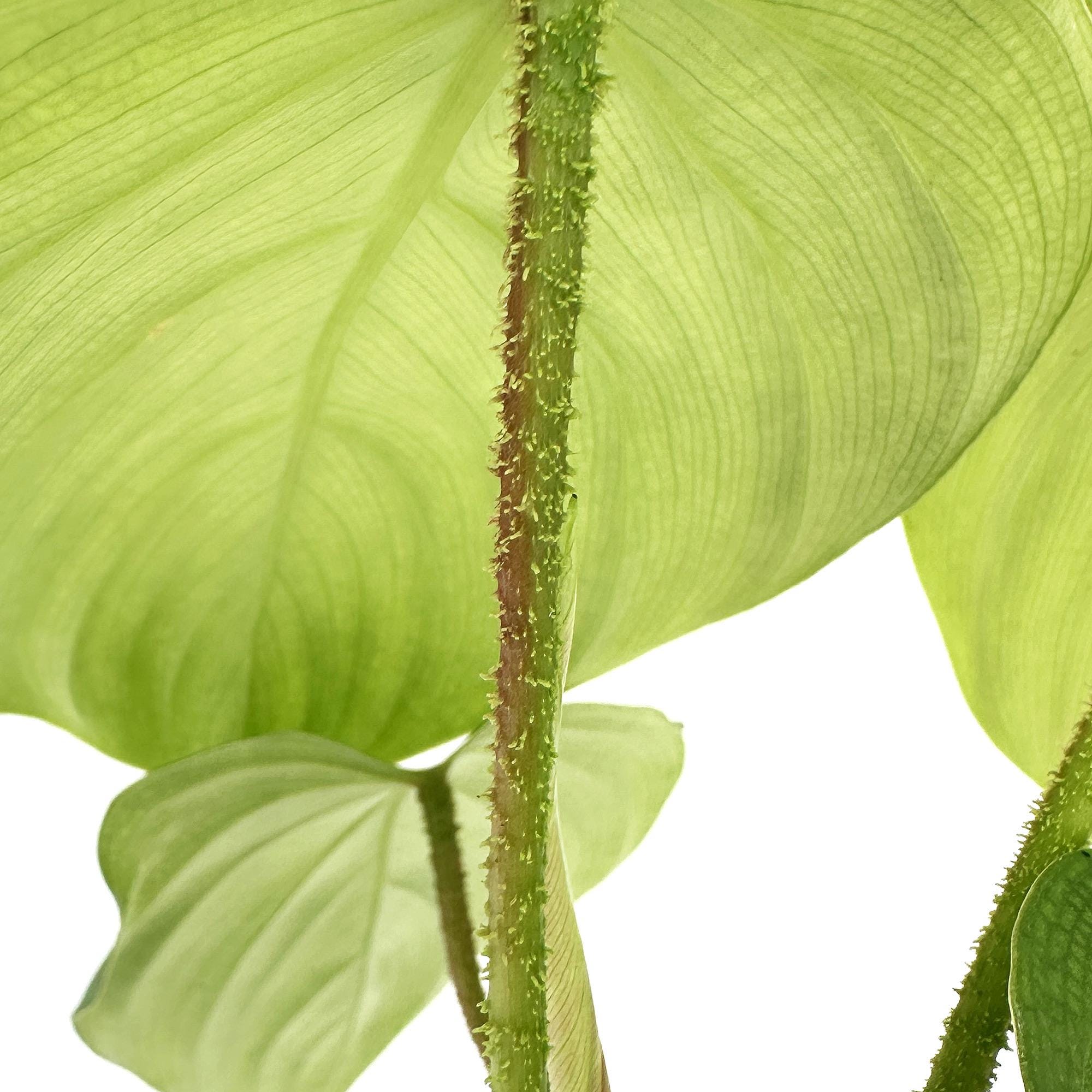 Philodendron nangaritense ‘Fuzzy Petiole’