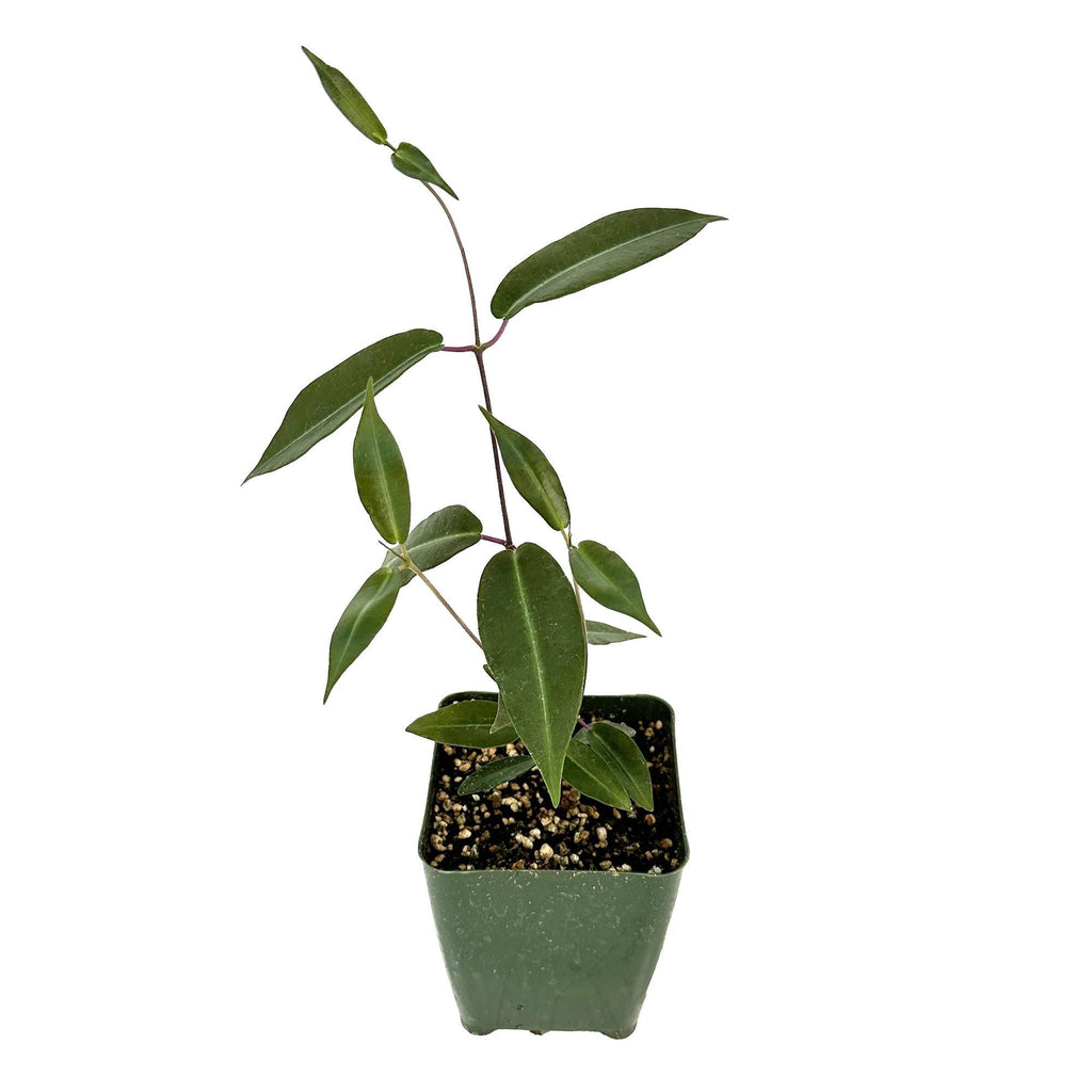 Petopentia natalensis
