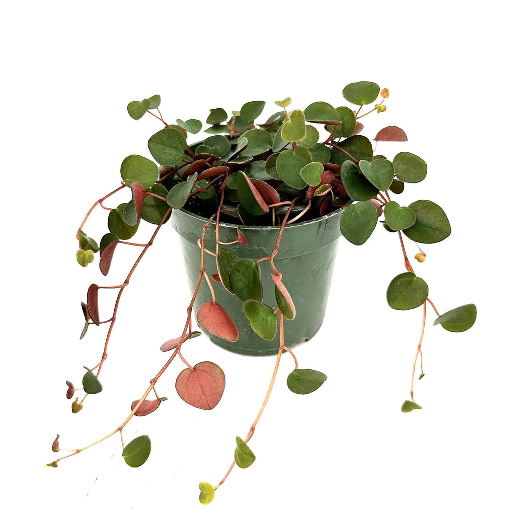 Peperomia ‘Ruby Cascade’