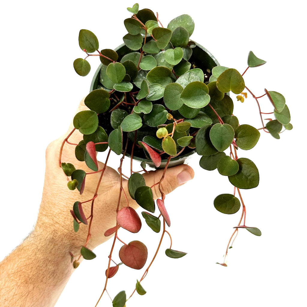 Peperomia ‘Ruby Cascade’