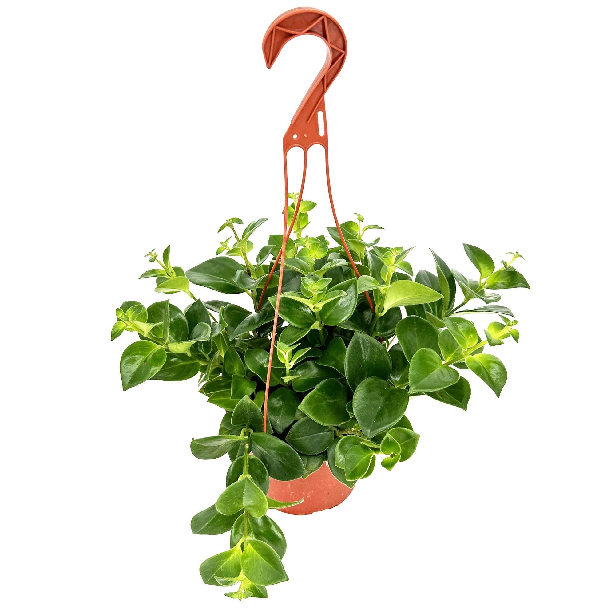 Aeschynanthus 'Mona Lisa'