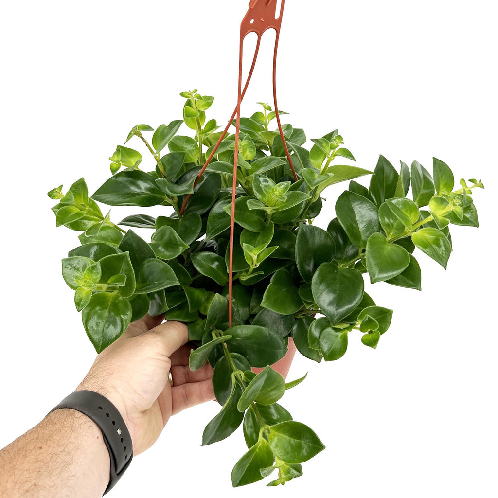 Aeschynanthus 'Mona Lisa'