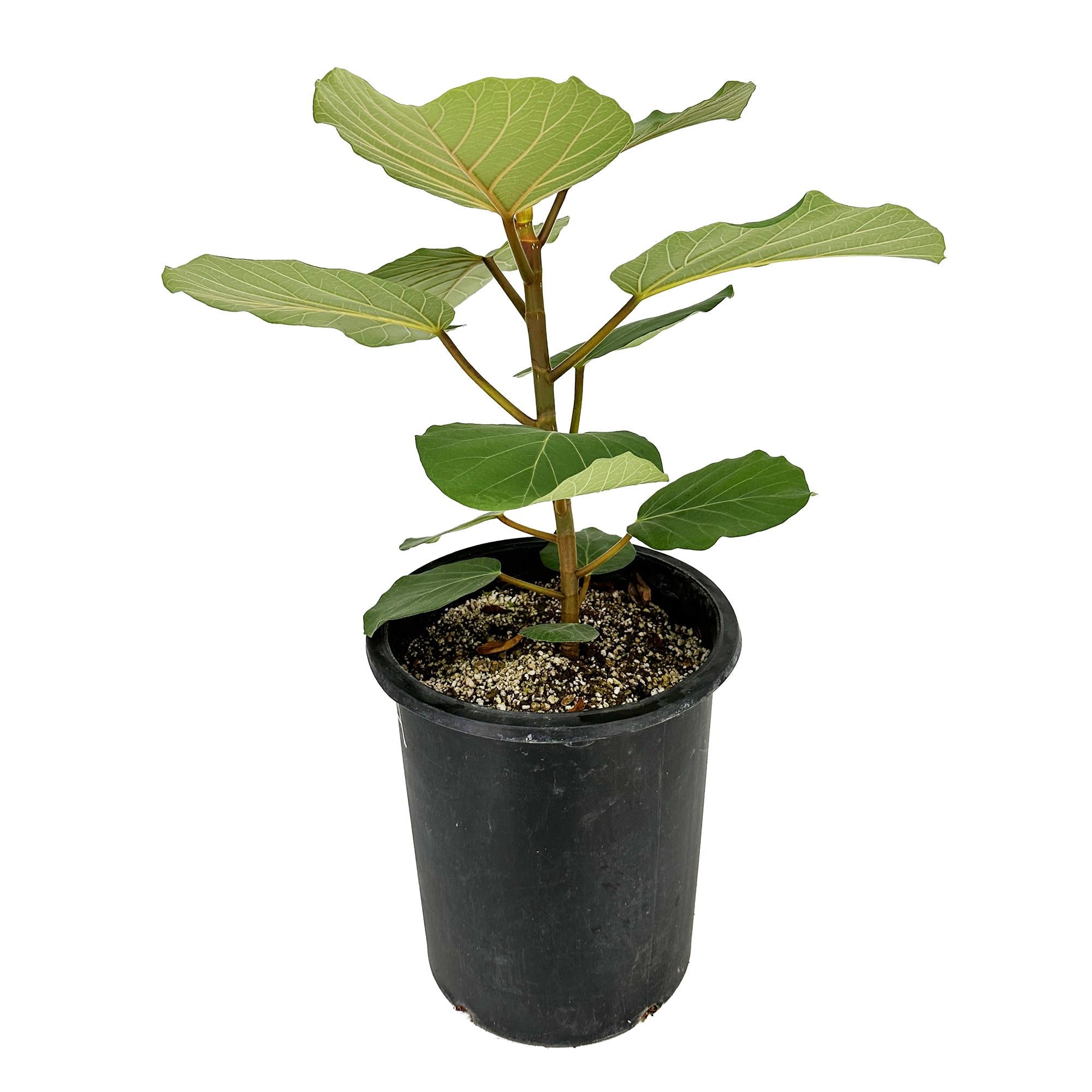 Ficus socotrana