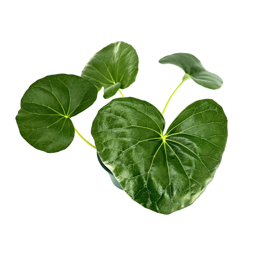 Farfugium japonicum 'Leopard Plant'