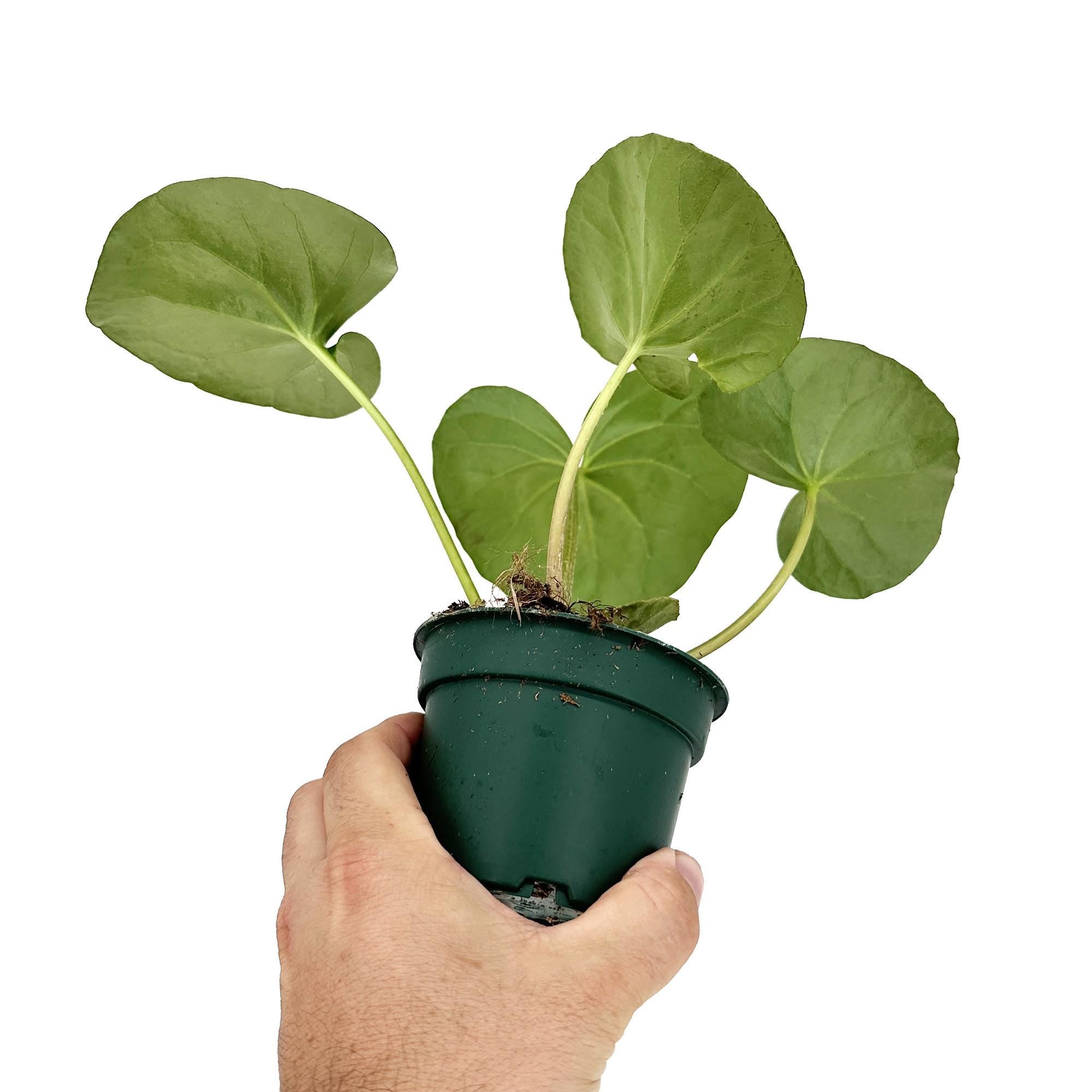 Farfugium japonicum 'Leopard Plant'