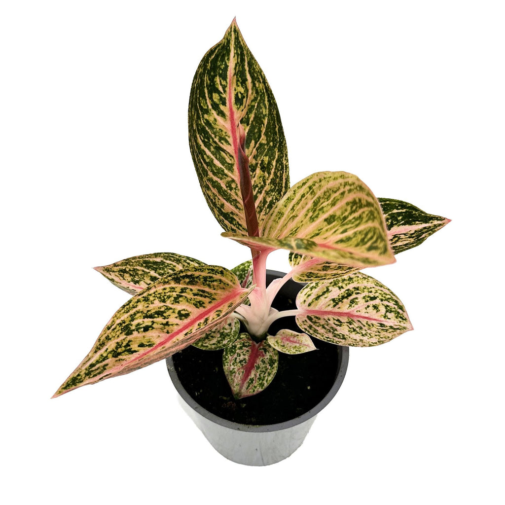 Aglaonema ‘Star Shining'