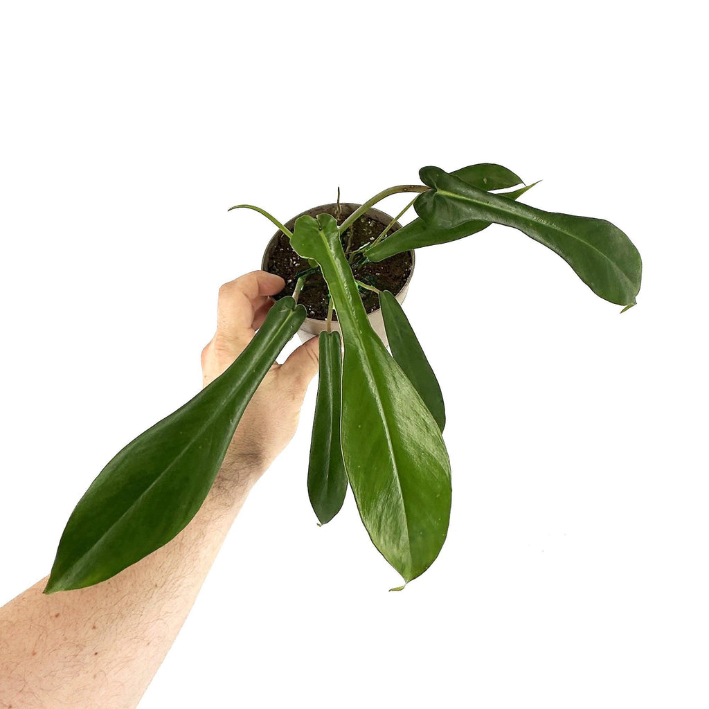 Philodendron joepii