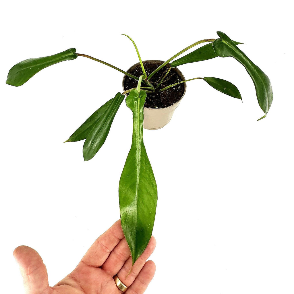 Philodendron joepii