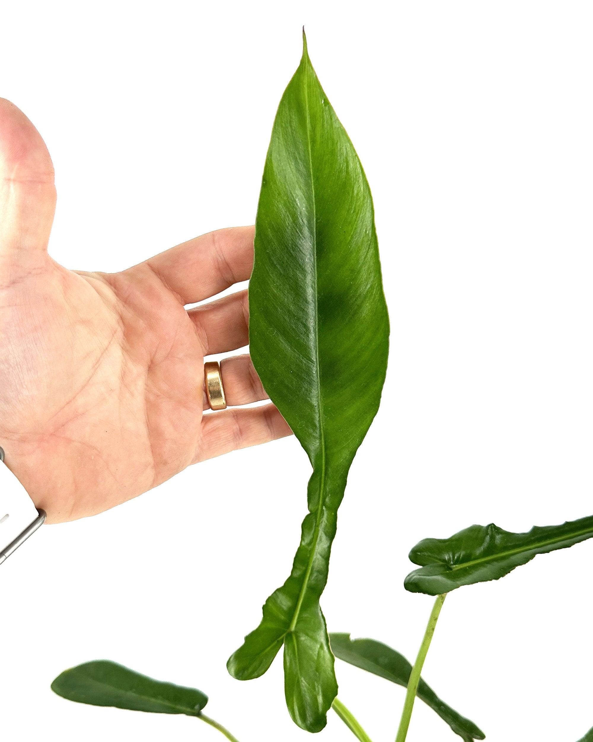 Philodendron joepii