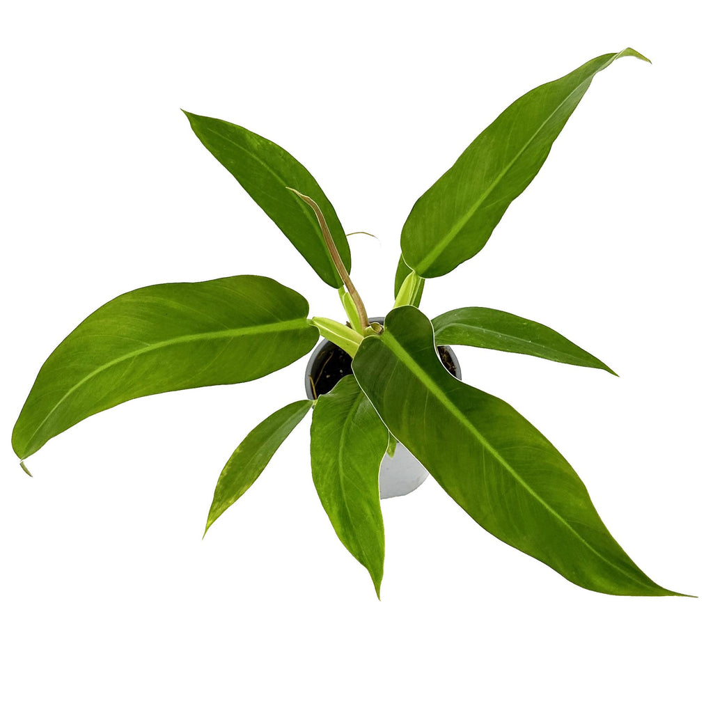 Philodendron ruizii