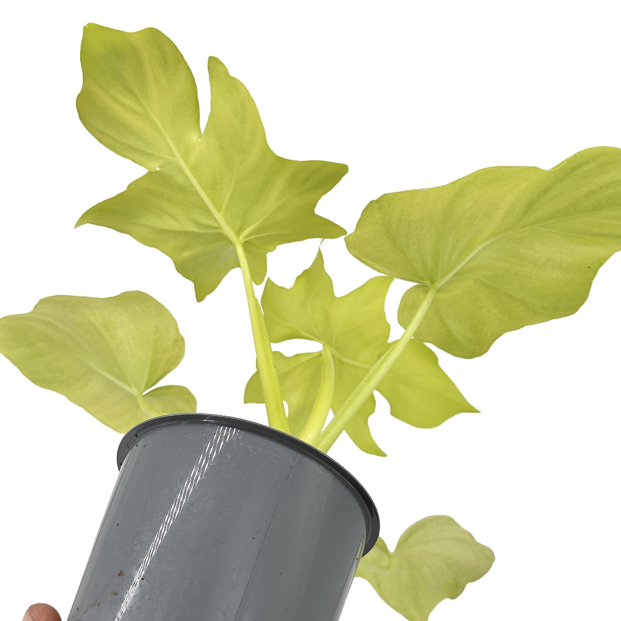 Philodendron warszewiczii 'Aurea'