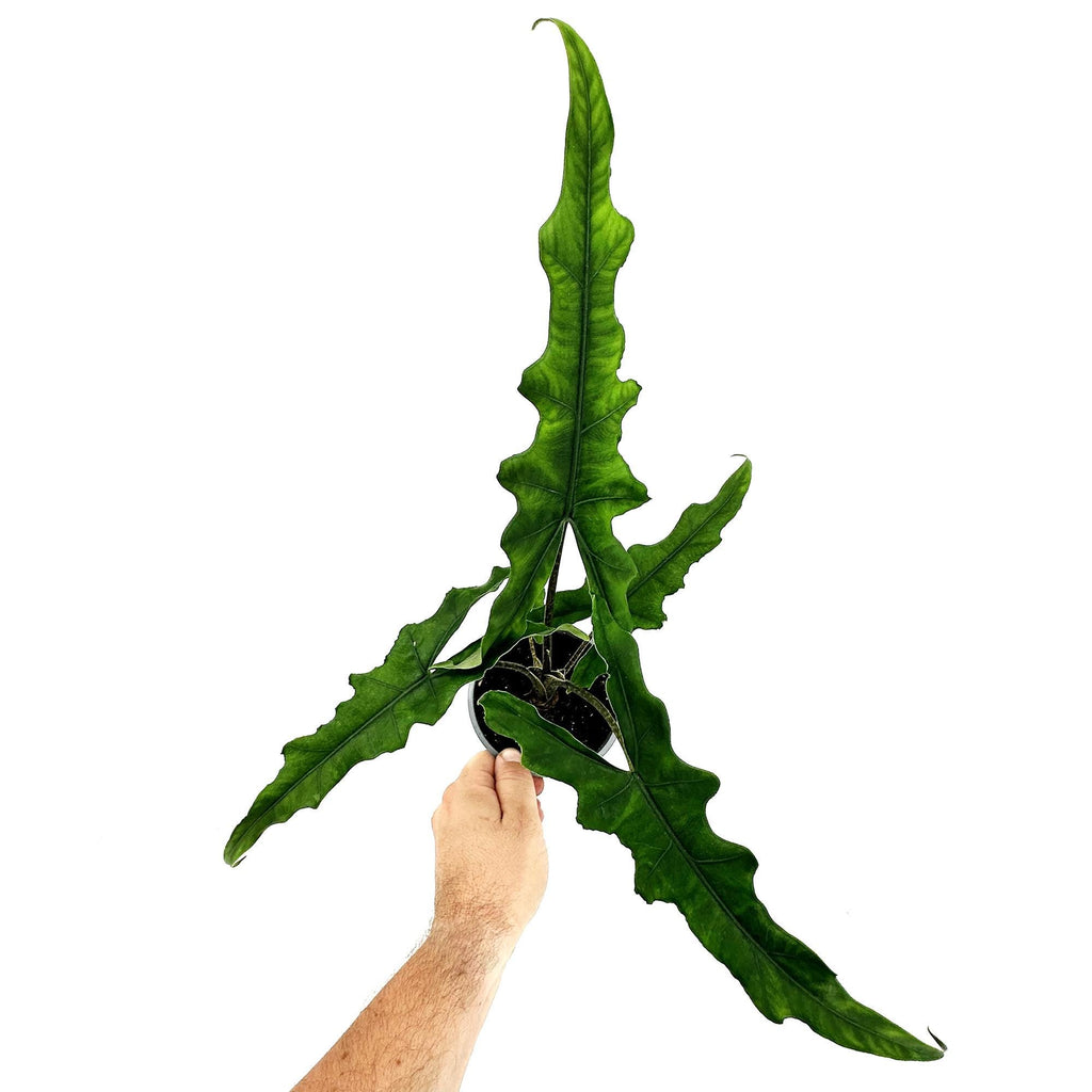 Alocasia 'Sabrina'