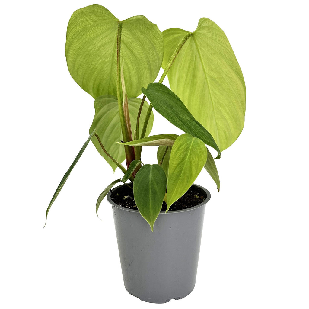 Philodendron nangaritense ‘Fuzzy Petiole’