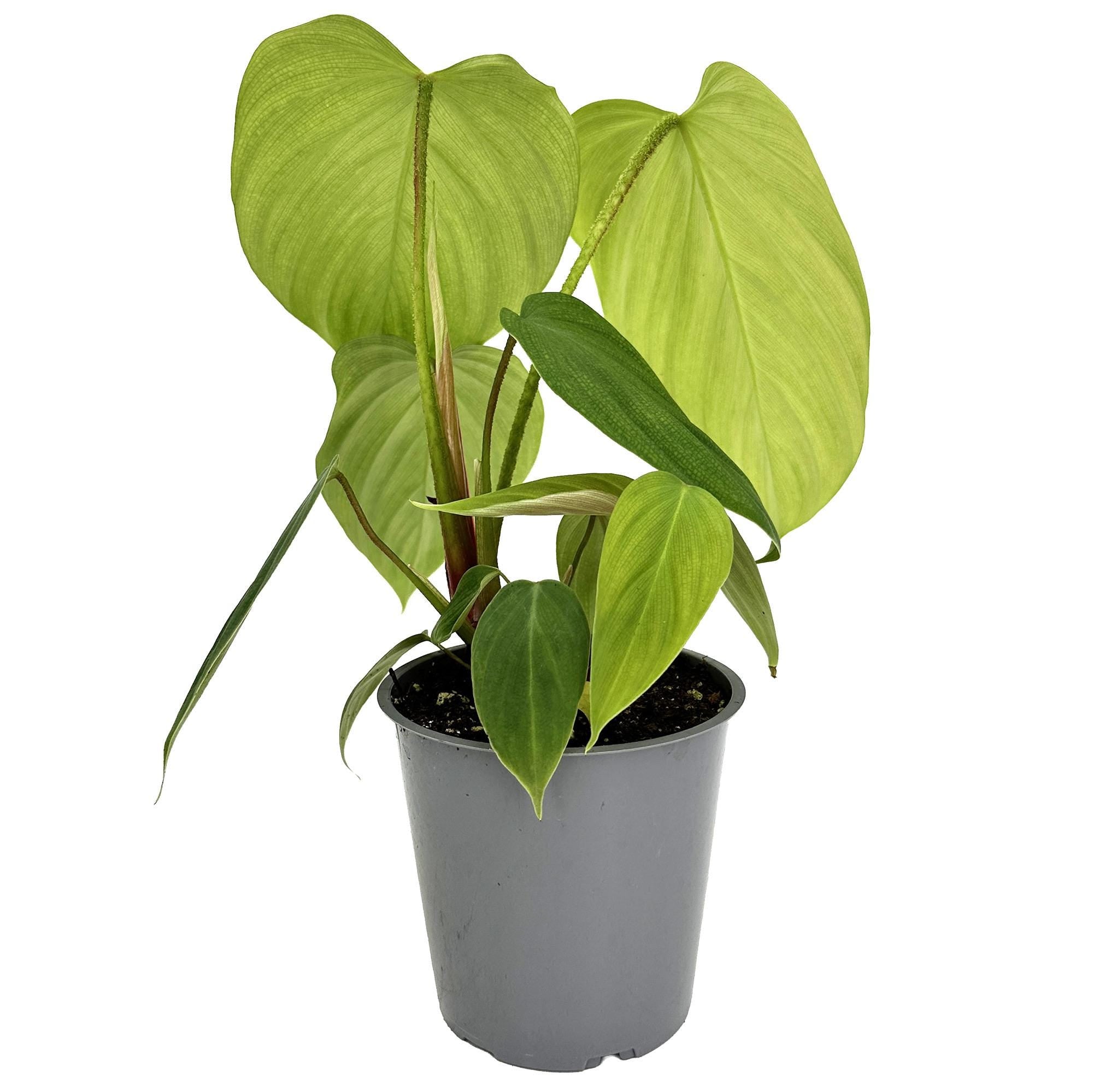 Philodendron nangaritense ‘Fuzzy Petiole’