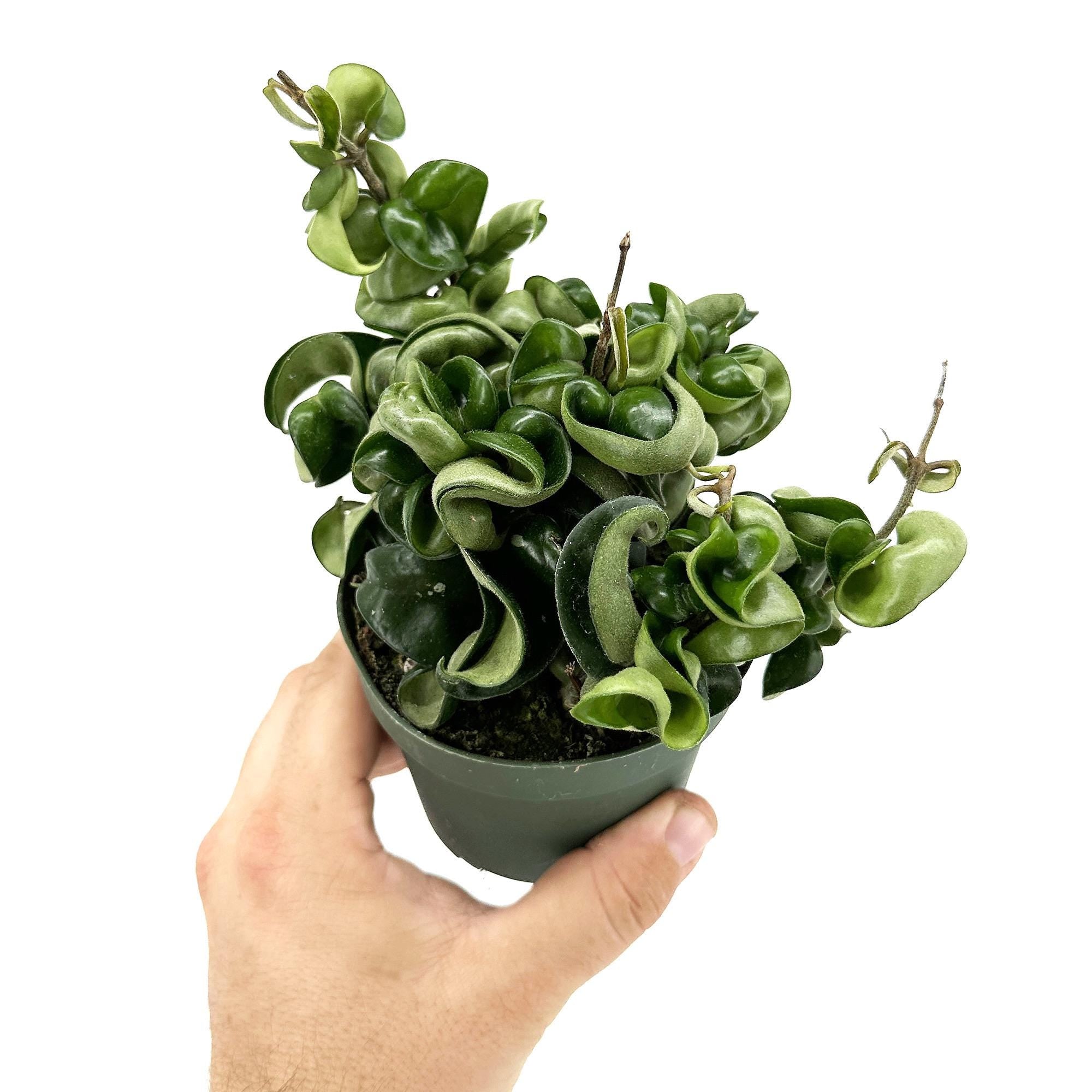Hoya carnosa compacta ’Hindu Rope'