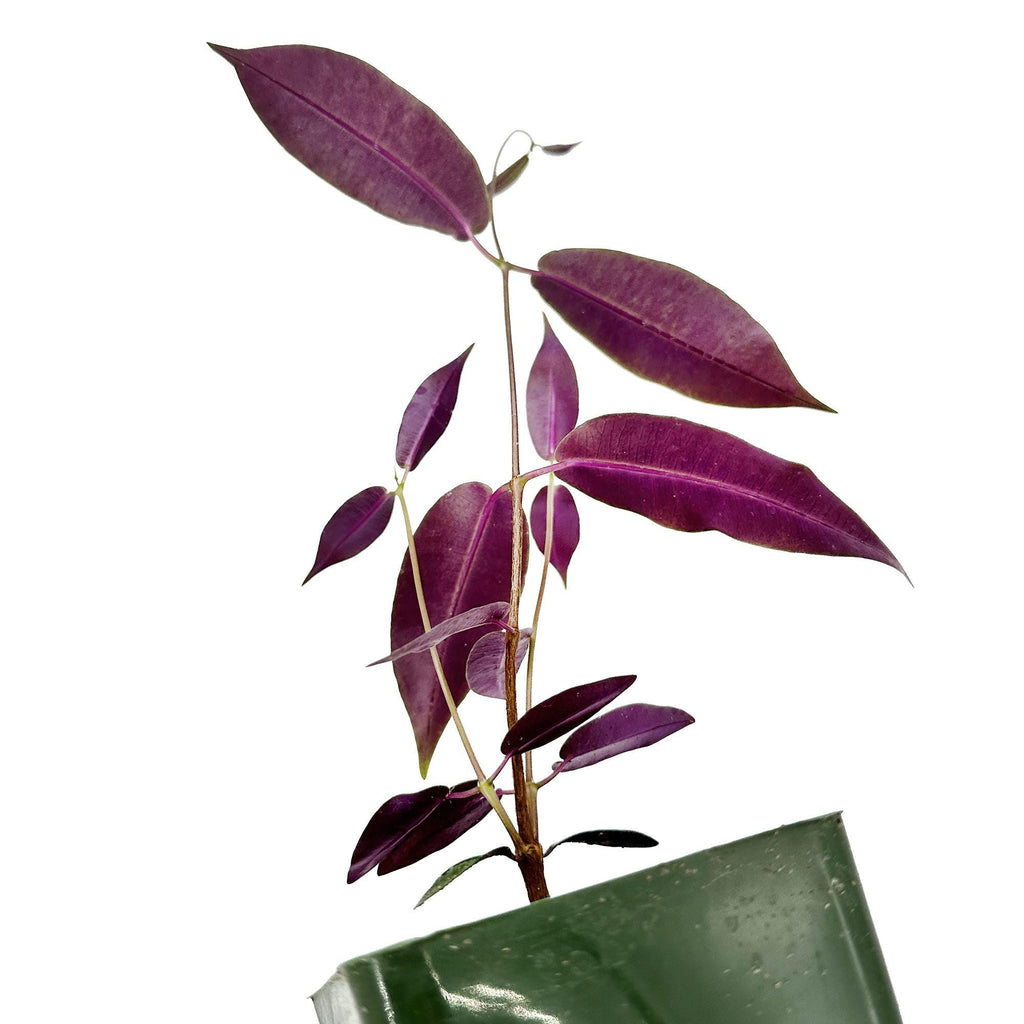 Petopentia natalensis