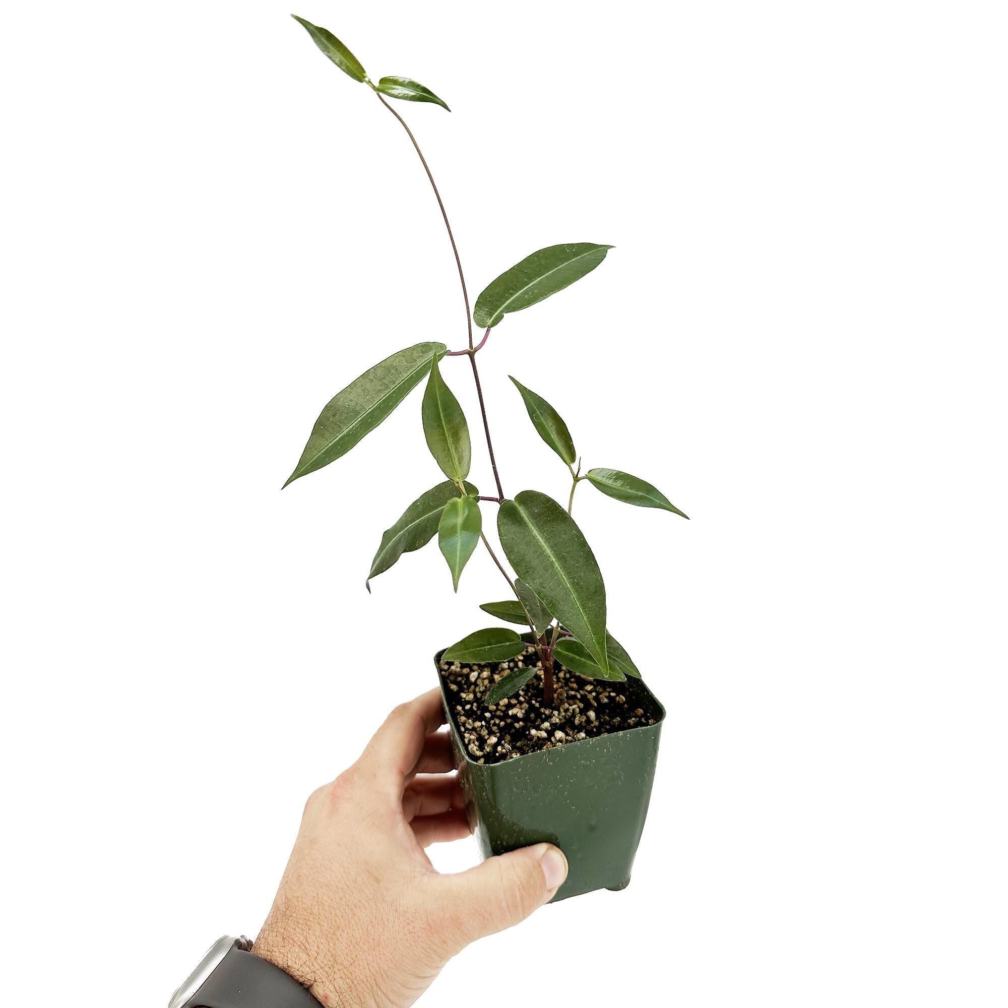 Petopentia natalensis