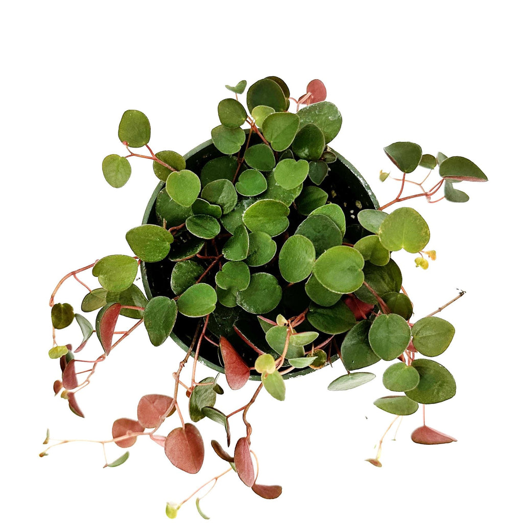Peperomia ‘Ruby Cascade’