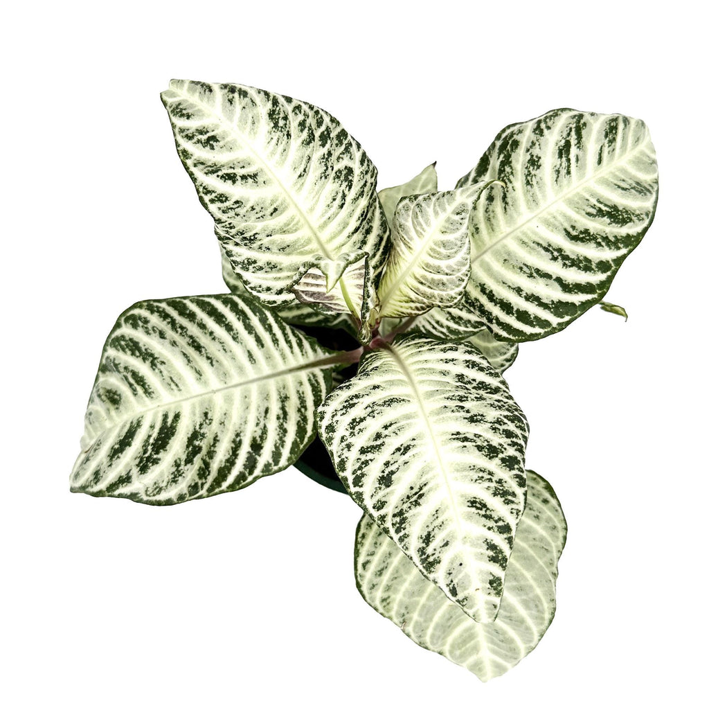 Aphelandra squarrosa ‘White Wash Zebra’