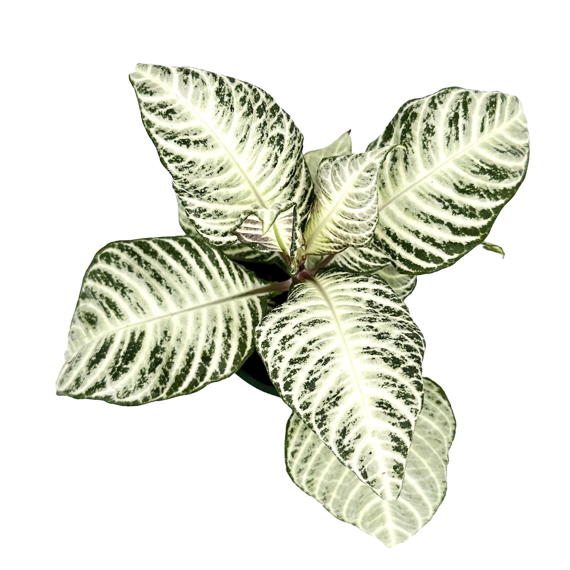 Aphelandra squarrosa ‘White Wash Zebra’