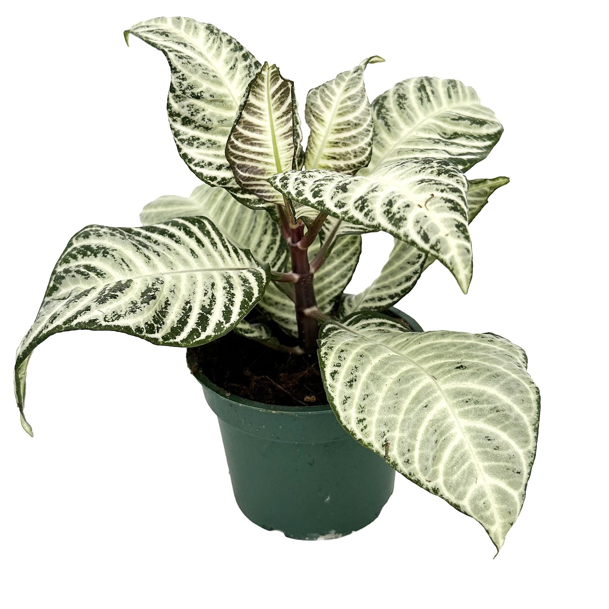 Aphelandra squarrosa ‘White Wash Zebra’