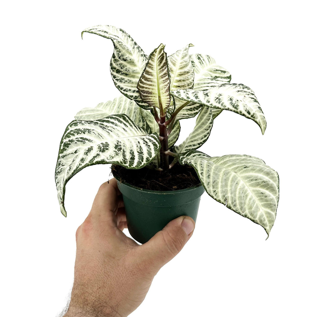 Aphelandra squarrosa ‘White Wash Zebra’