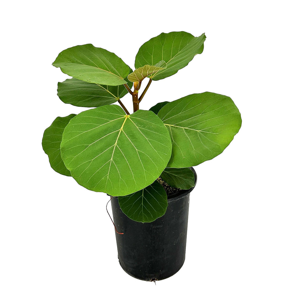 Ficus socotrana