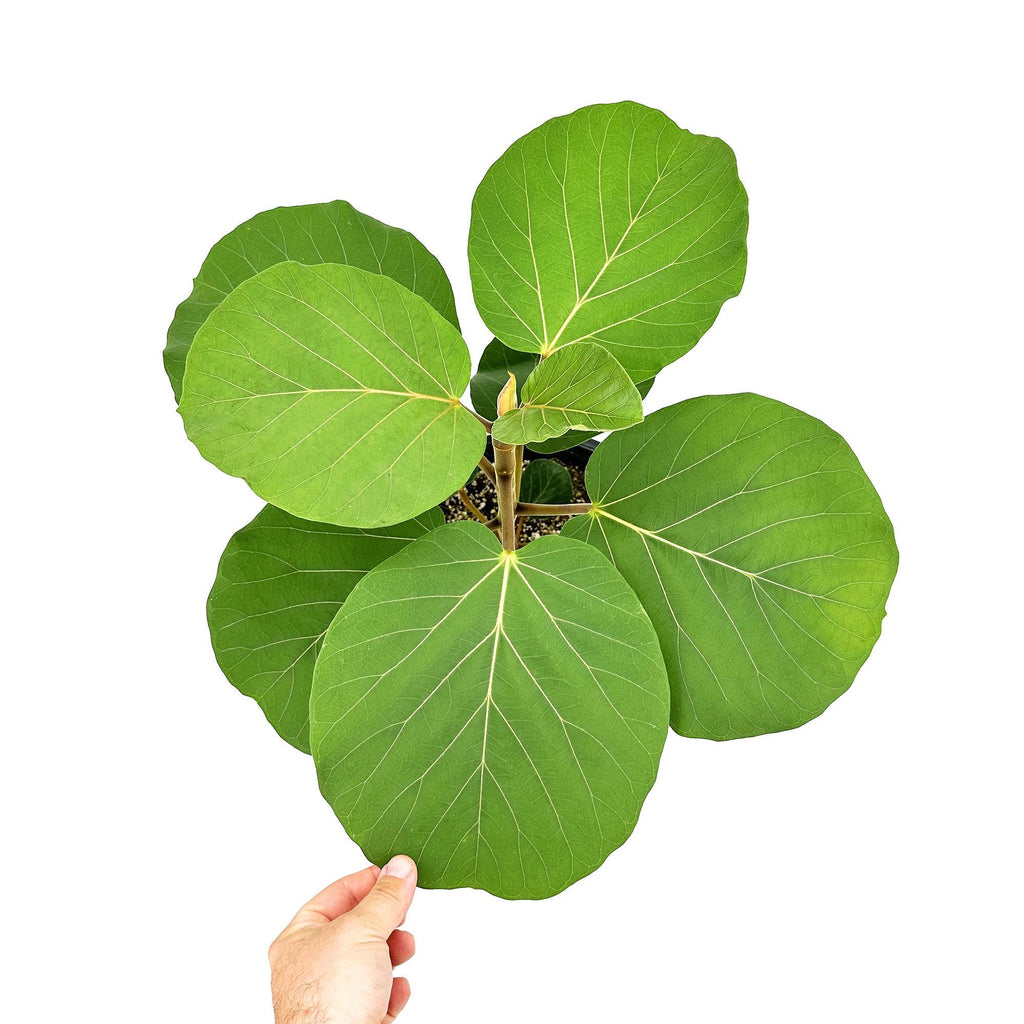Ficus socotrana
