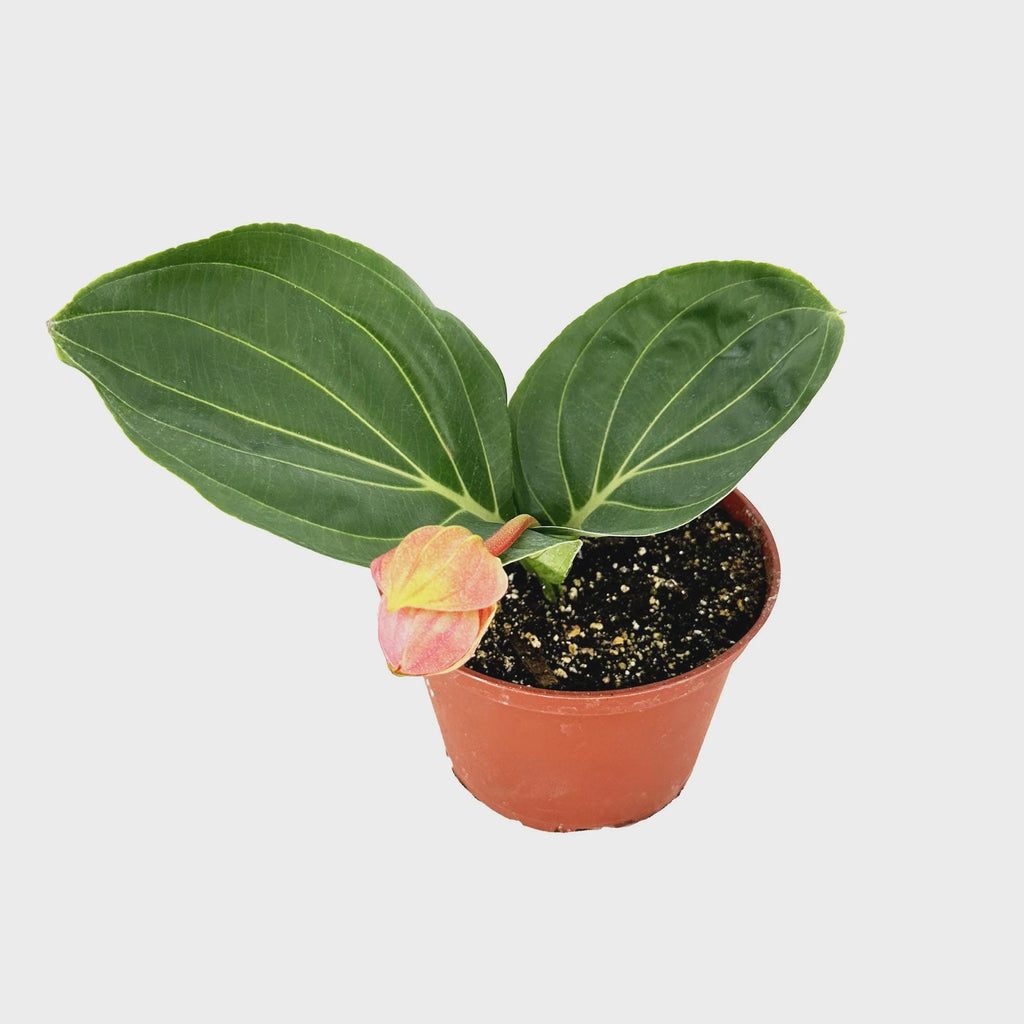 Medinilla magnifica ‘Showy Medinilla'