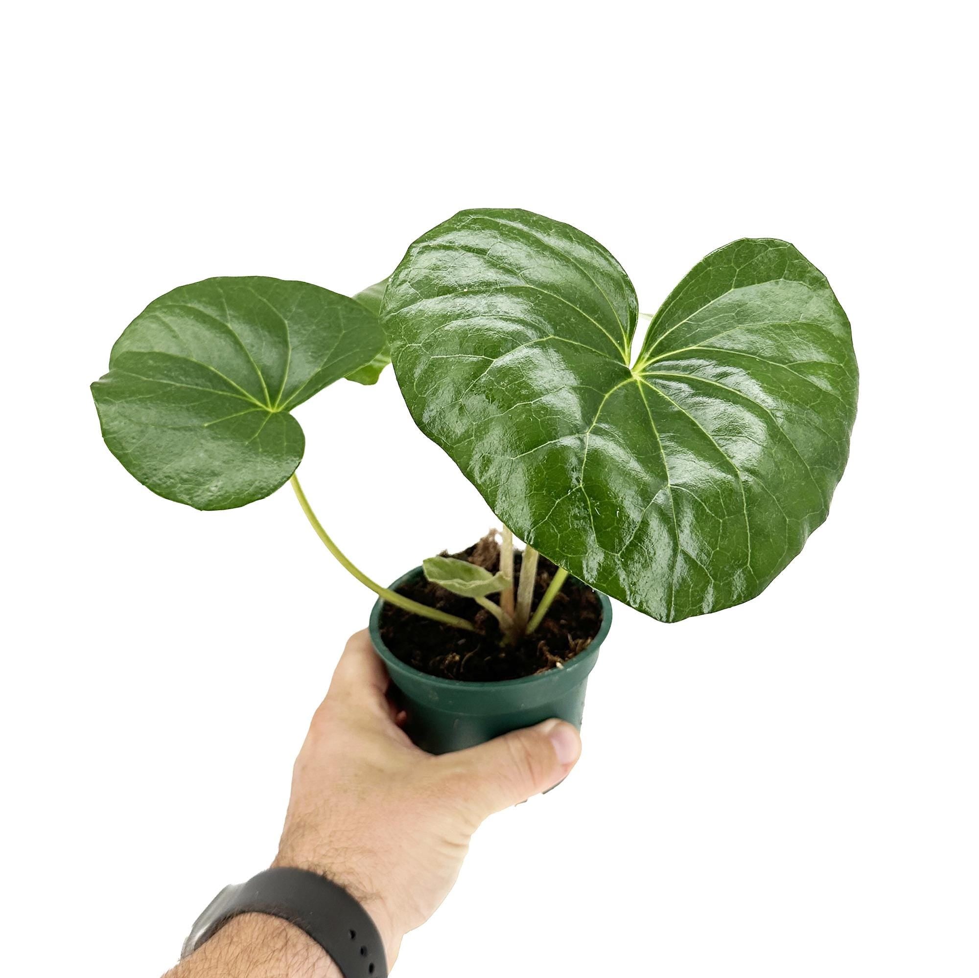 Farfugium japonicum 'Leopard Plant'
