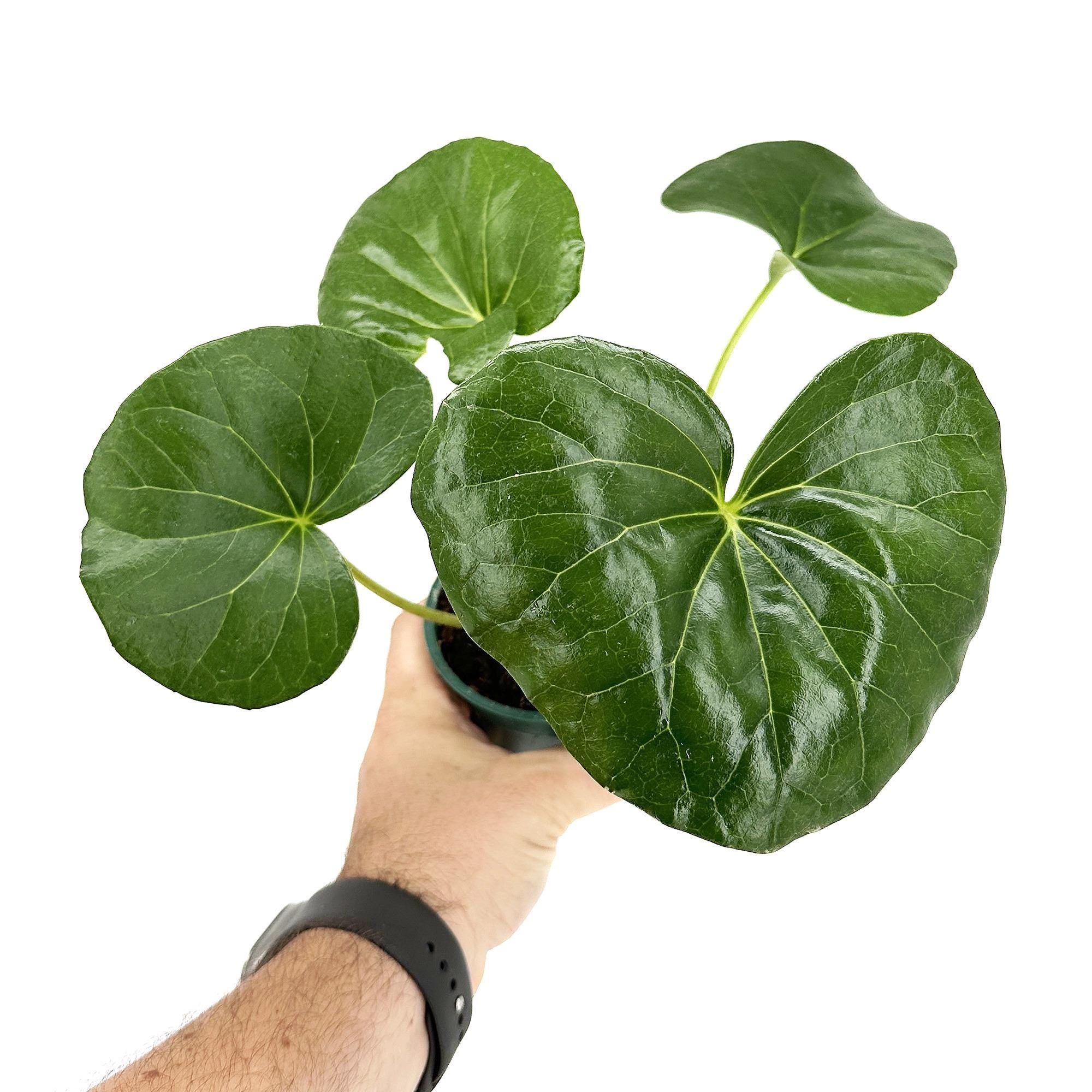 Farfugium japonicum 'Leopard Plant'
