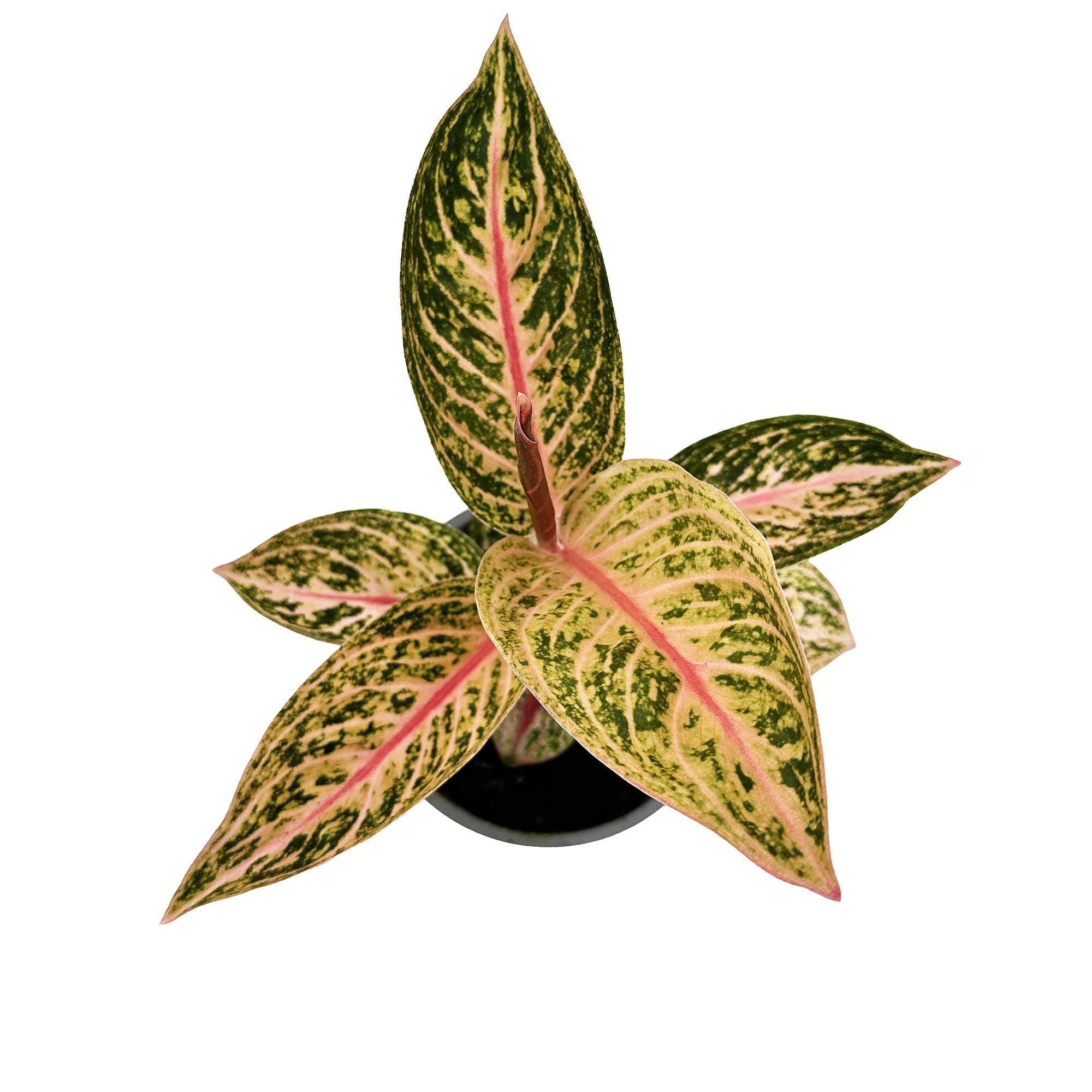 Aglaonema – SarahCotta Plants