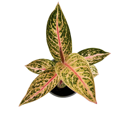 Aglaonema ‘Star Shining'