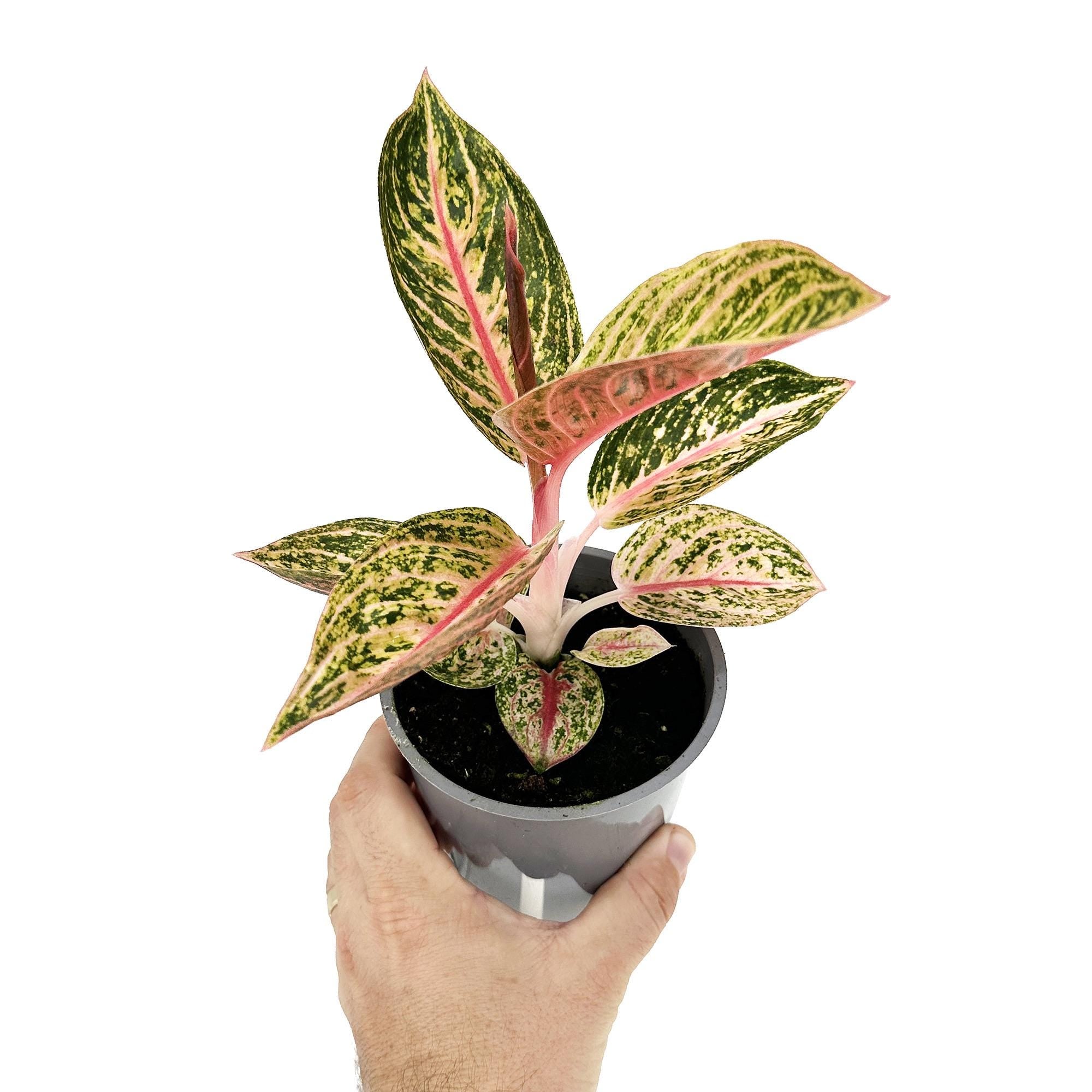 Aglaonema ‘Star Shining'