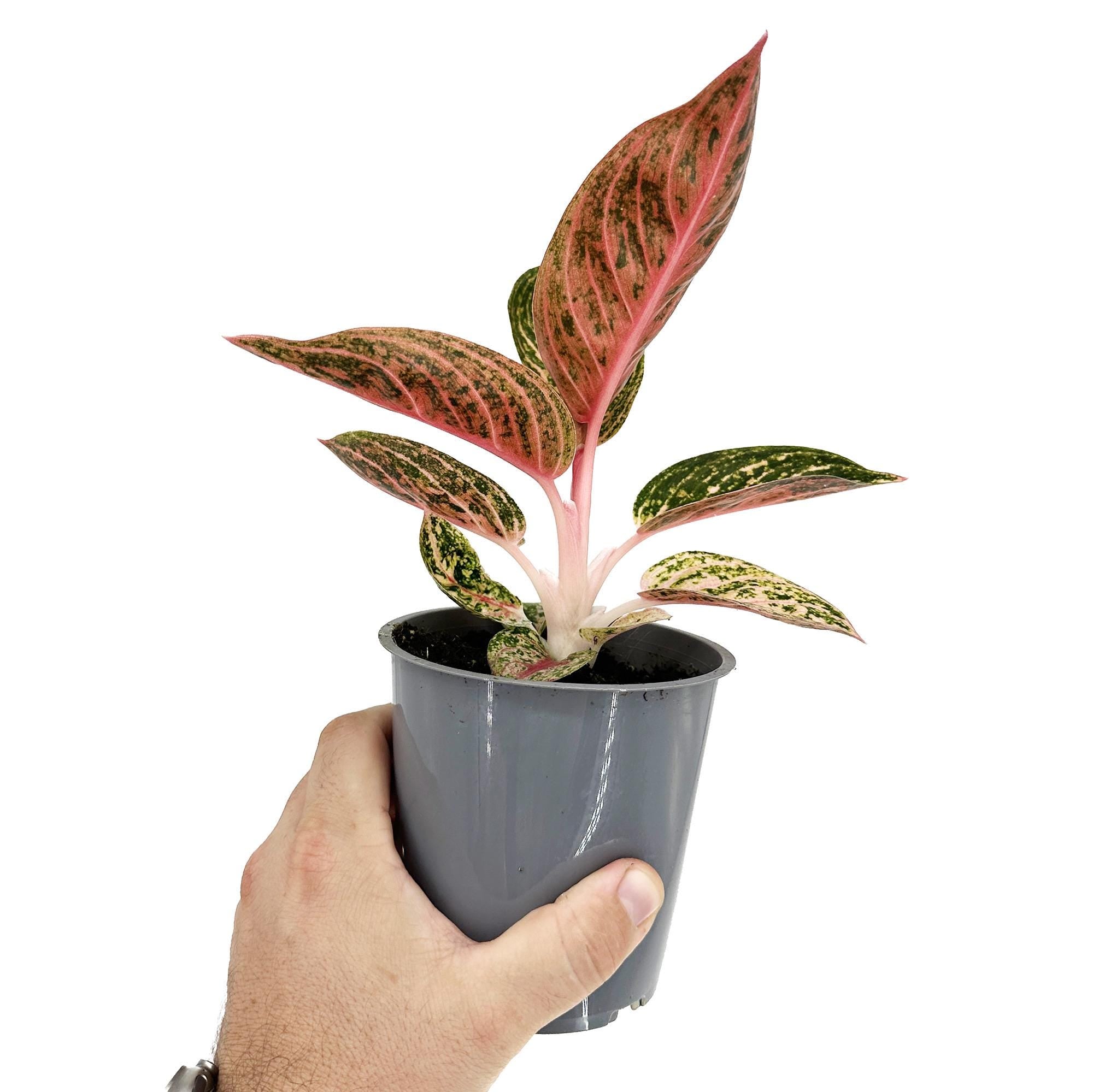 Aglaonema ‘Star Shining'