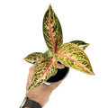 Aglaonema ‘Star Shining'