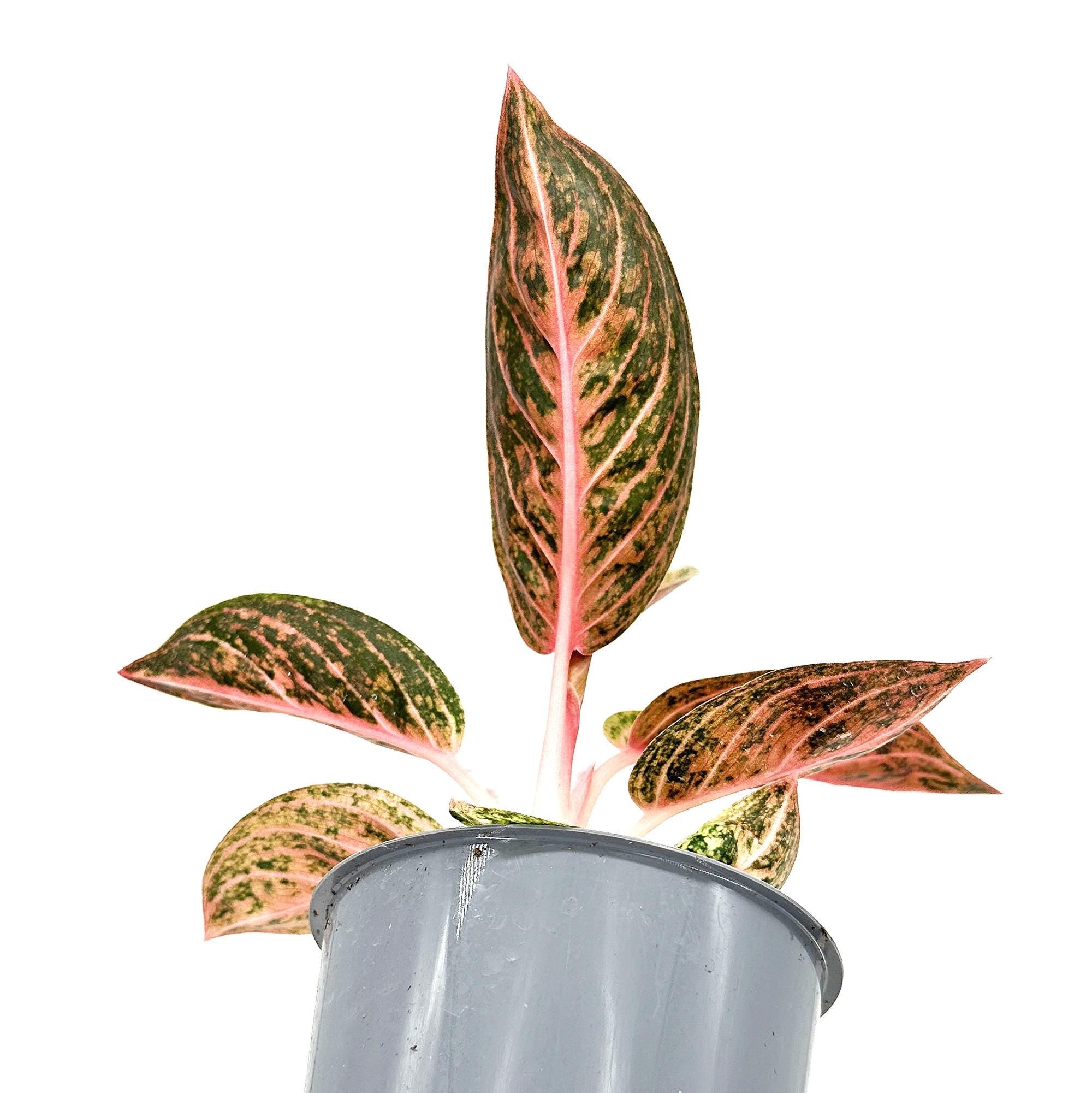 Aglaonema ‘Star Shining'