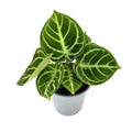 Anthurium ‘Dorayaki'