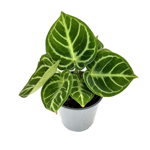 Anthurium ‘Dorayaki'