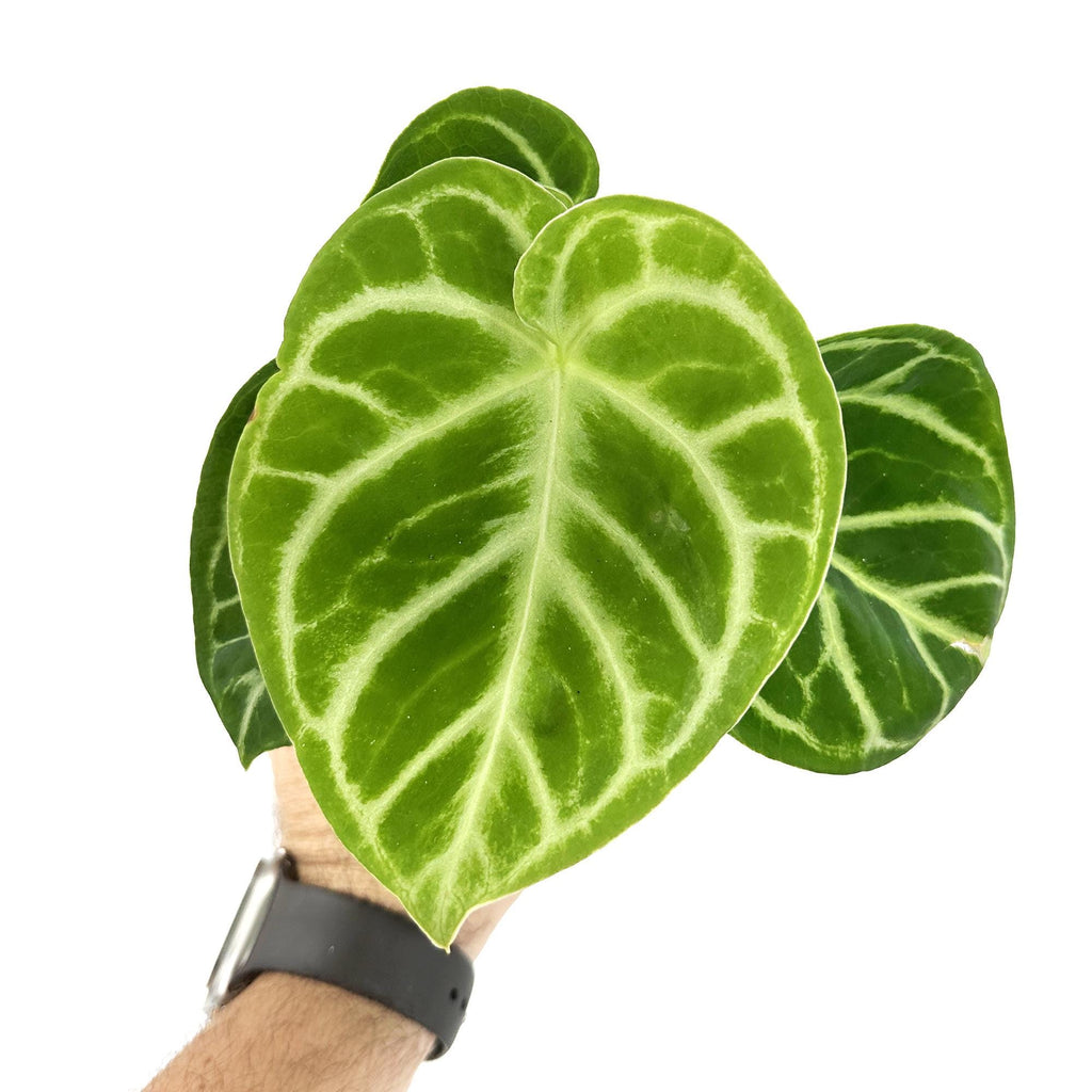 Anthurium ‘Dorayaki'