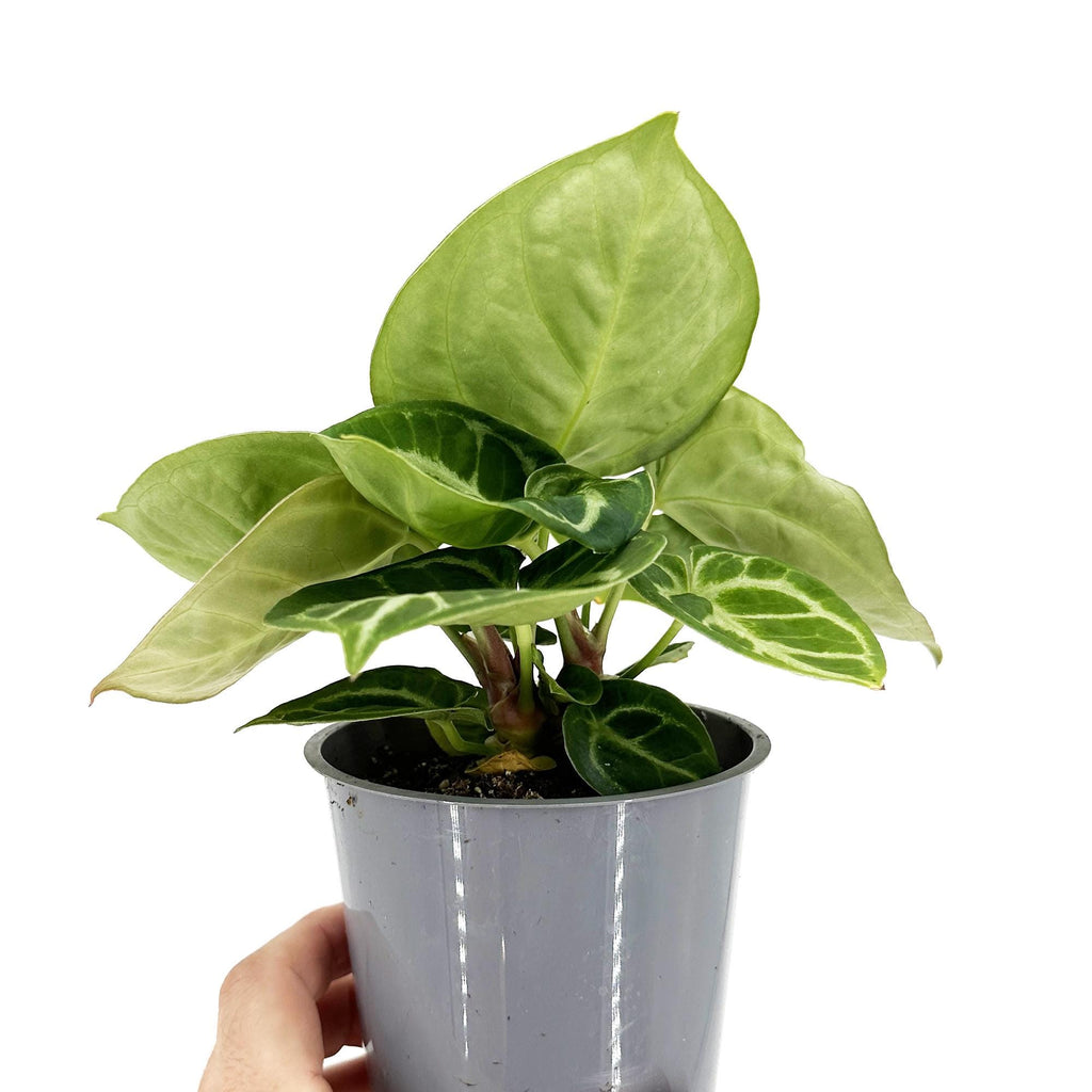 Anthurium ‘Dorayaki'