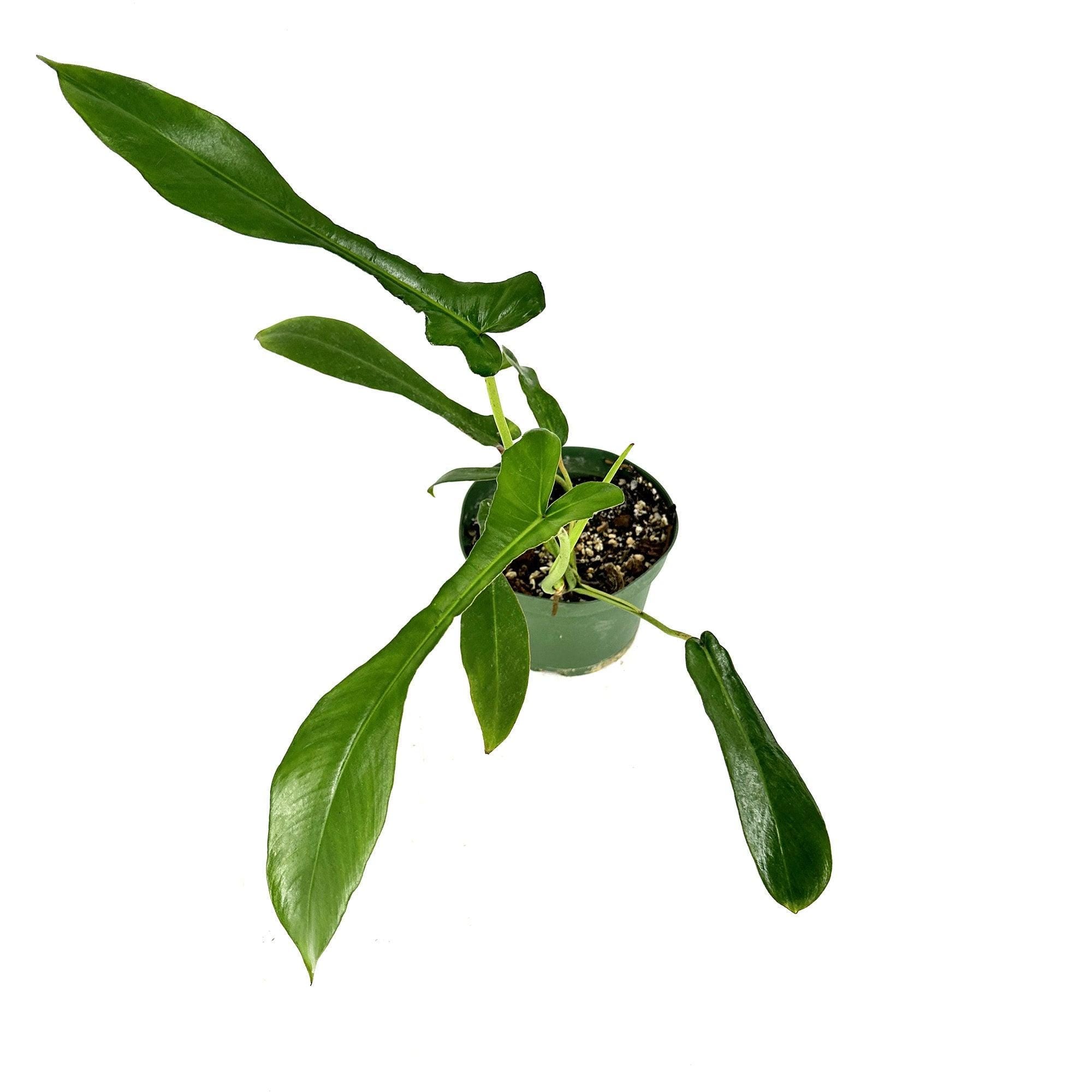 Philodendron joepii
