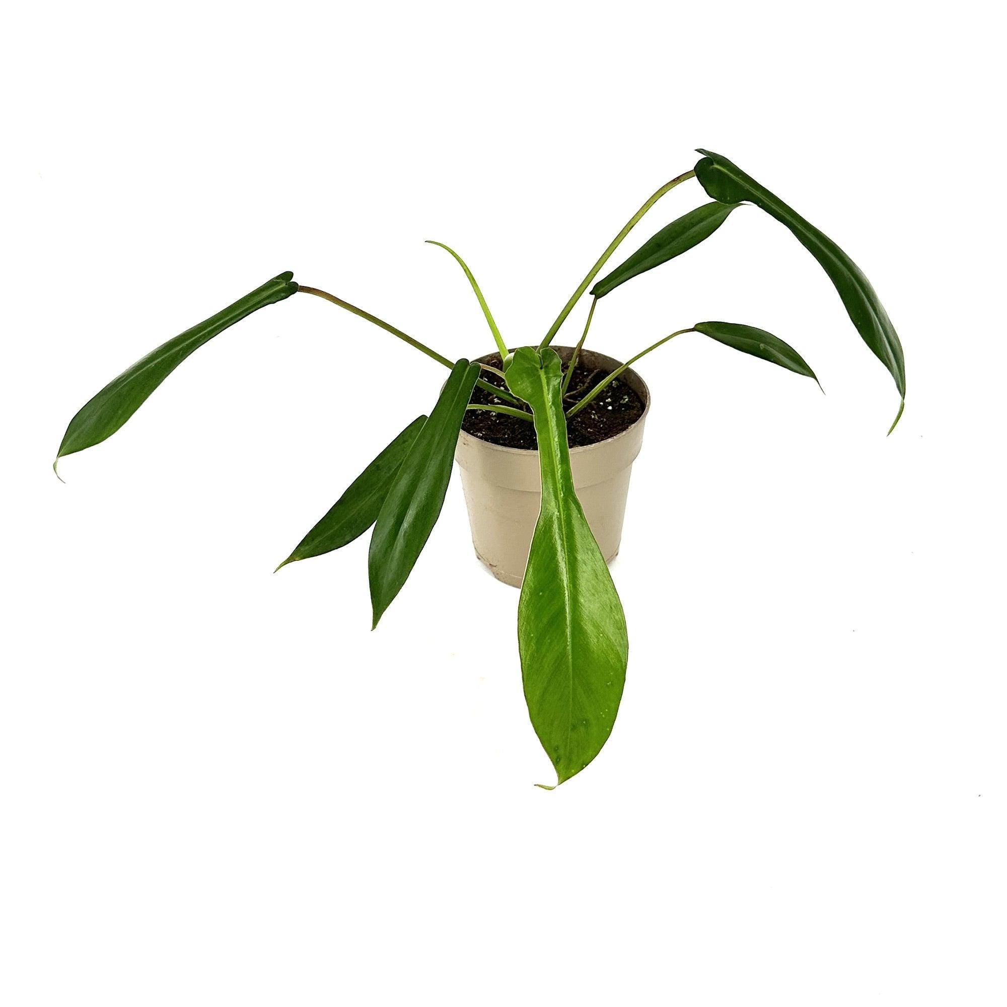 Philodendron joepii
