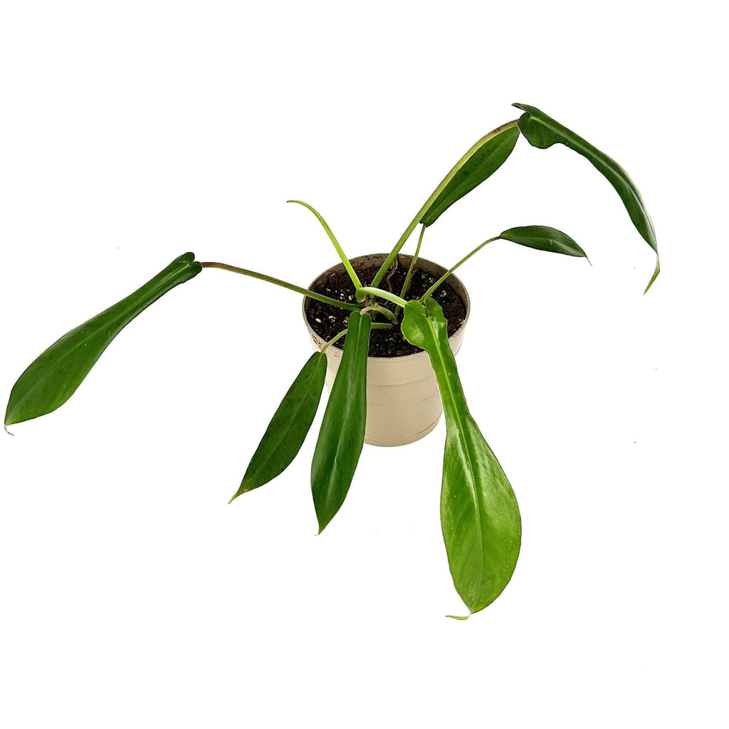 Philodendron joepii